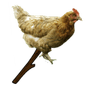 chickenonthesticks4 emoji